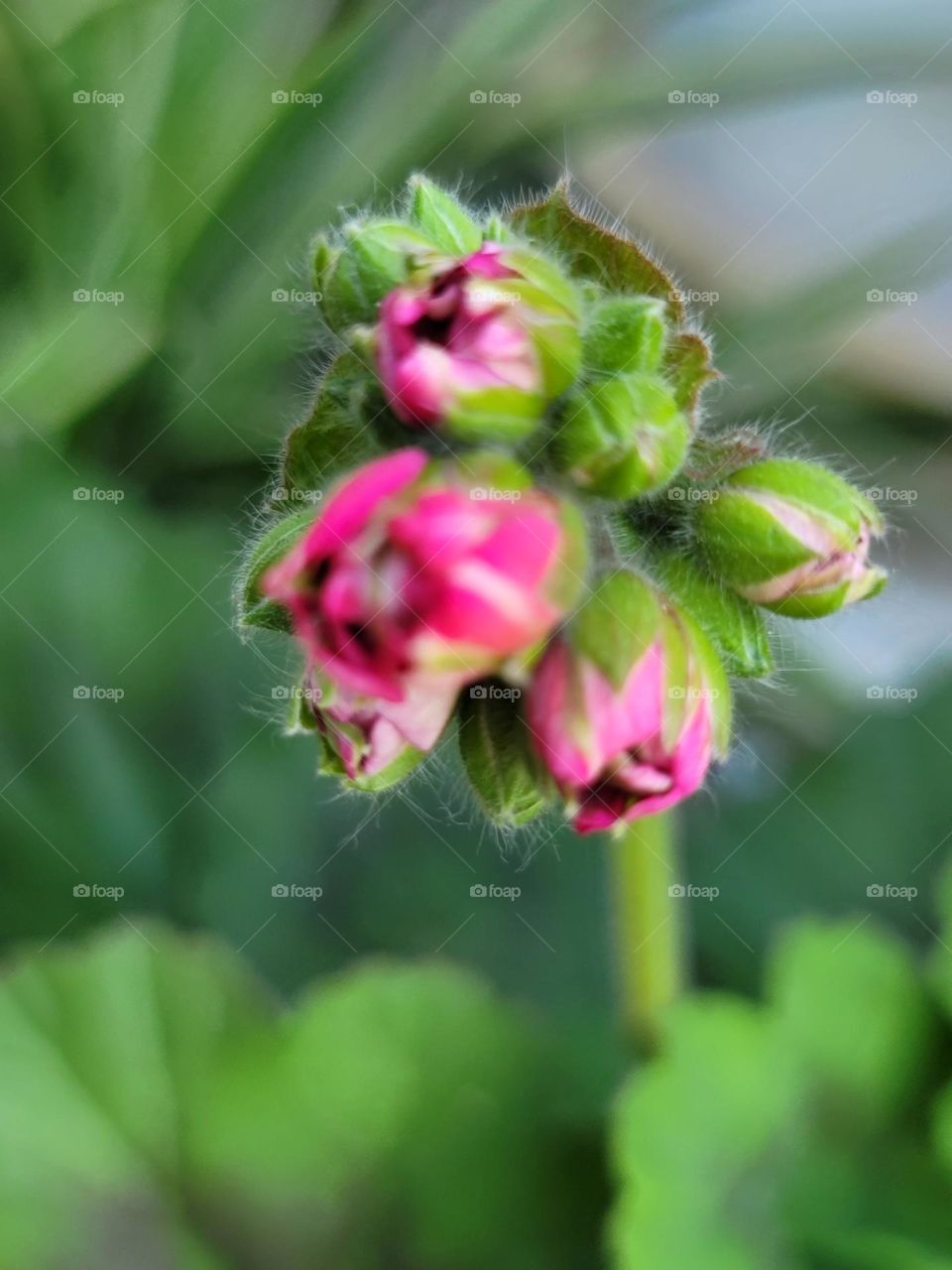 Spring paints the world in vivid hues. Soft pink cherry blossoms, tender green leaves, sunny yellow daffodils, and sky-blue clear days blend into a breathtakingly beautiful palette.