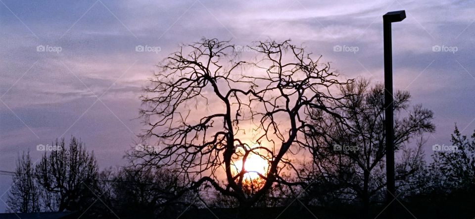 Sun setting behind bare branches!
