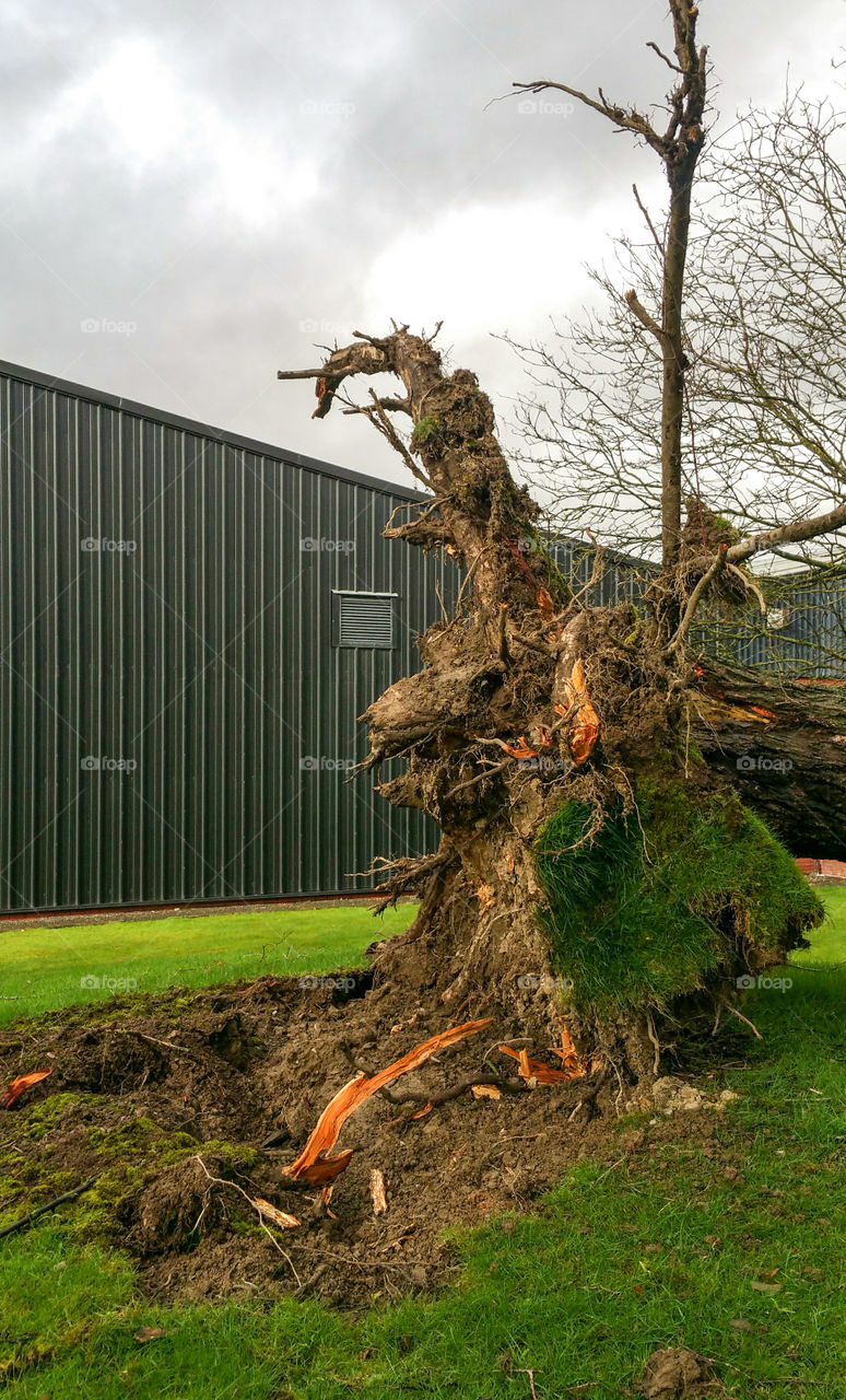 A tree fallen during a winter storm