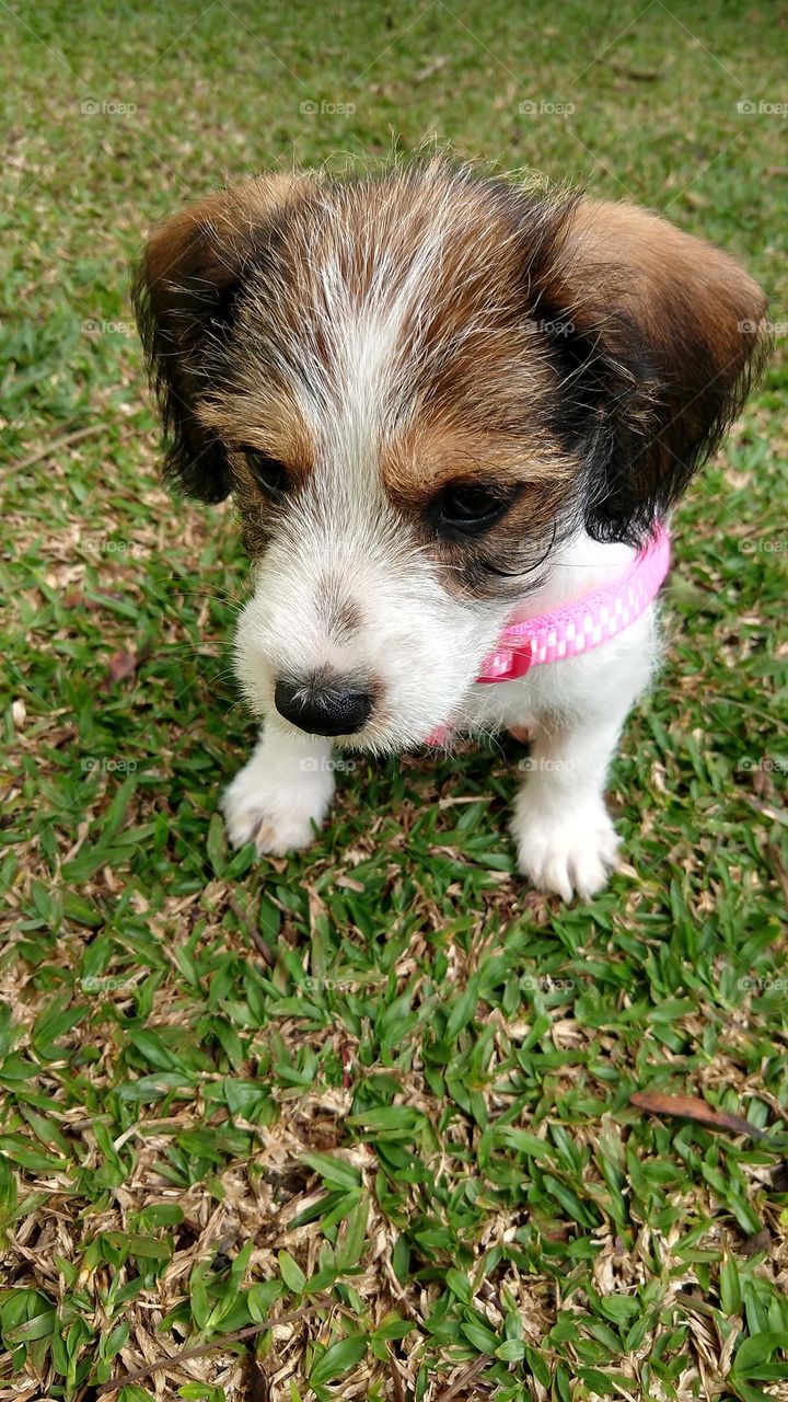 PET LOVERS , AMOR 4 PATAS