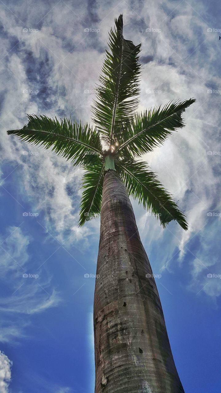 Palm tree standing tall