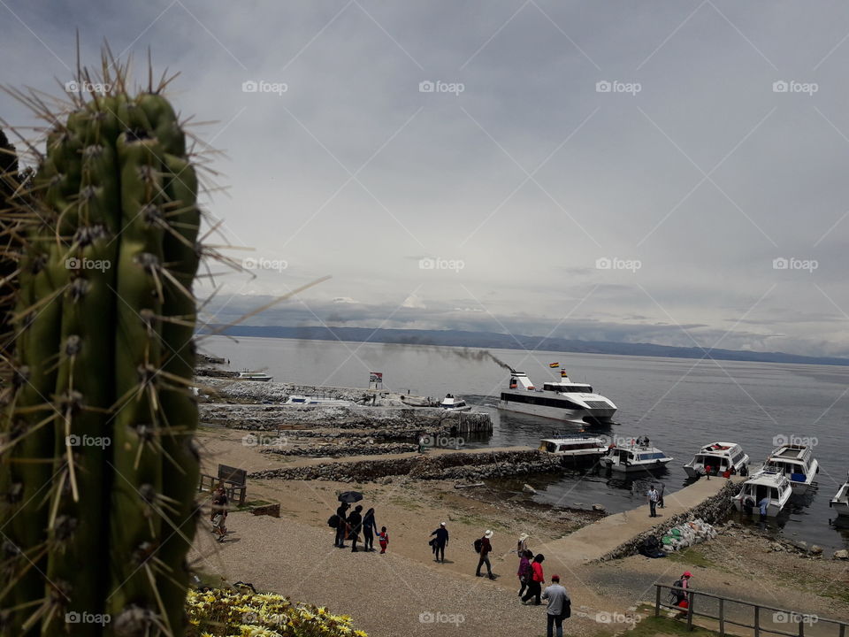 Cactus ilha del Sol Lago Titicaca