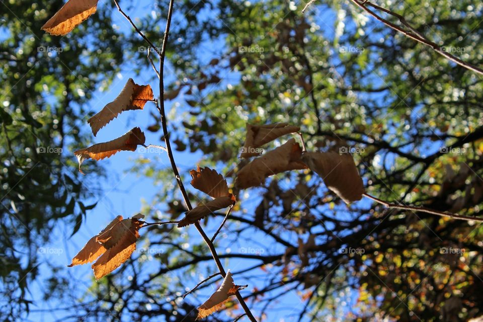 Tree, Outdoors, Nature, No Person, Leaf