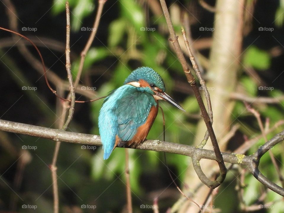 A kingfisher at the river 