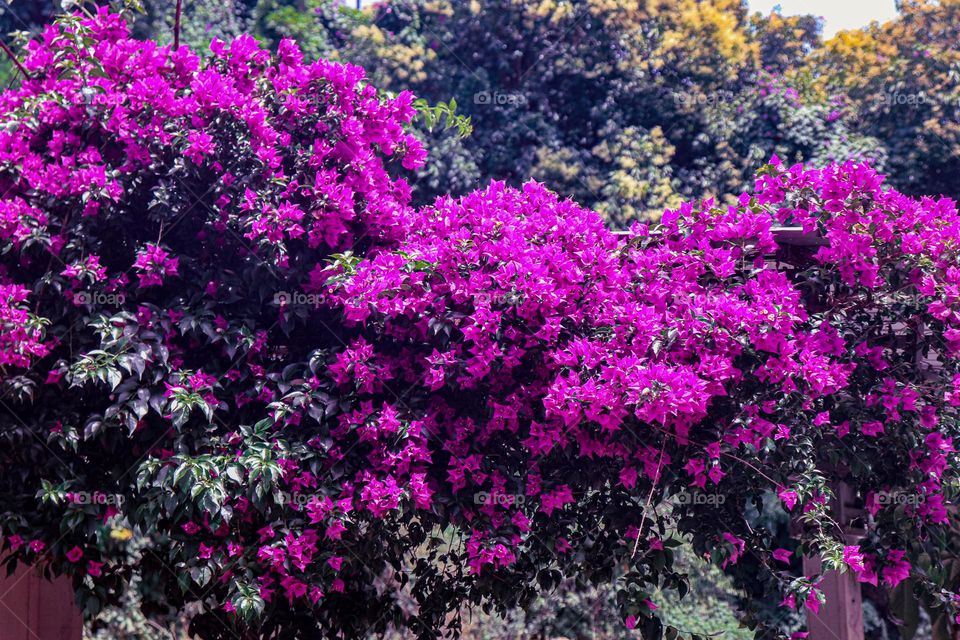 Blooming tree