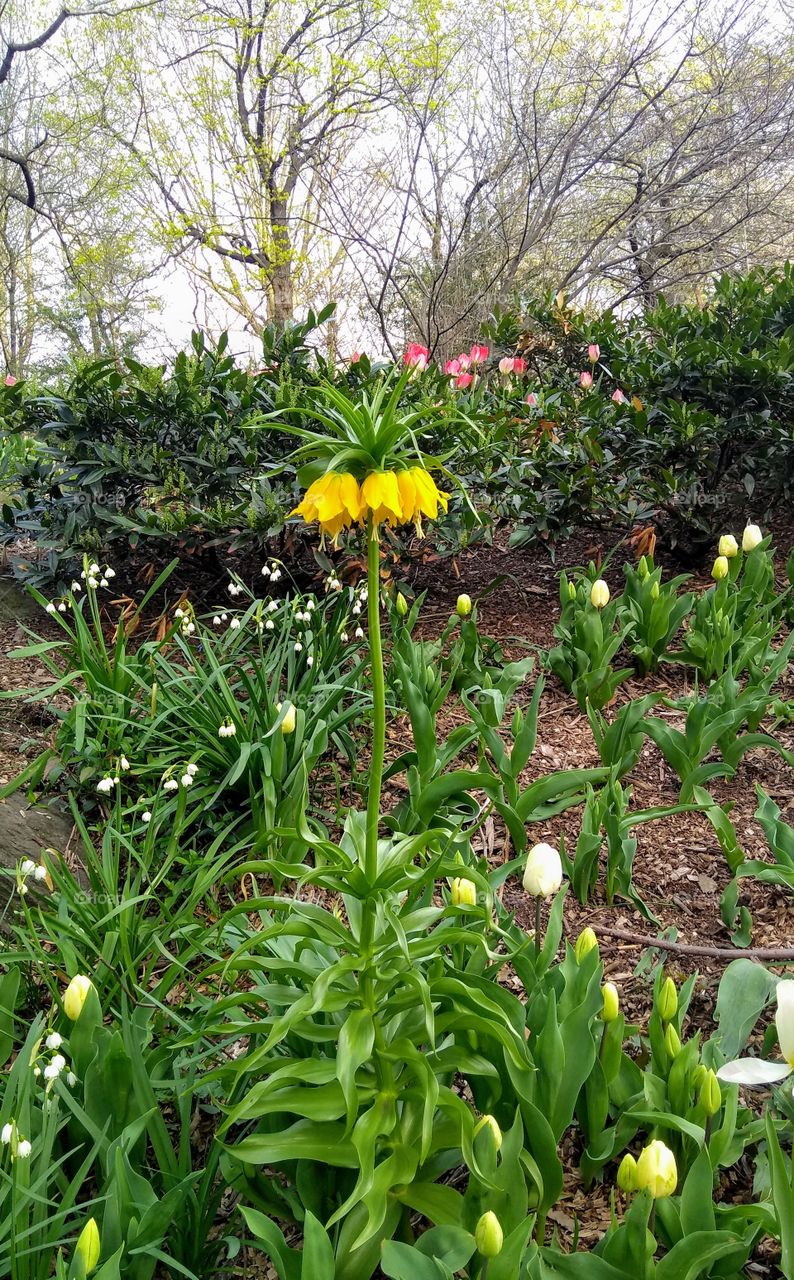 New Spring Flower NYC Central Park