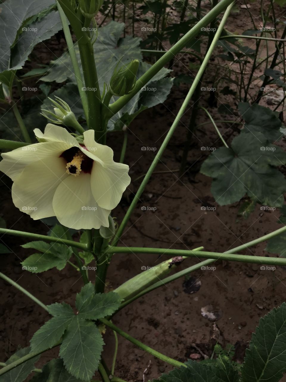 Ladyfingers flower 