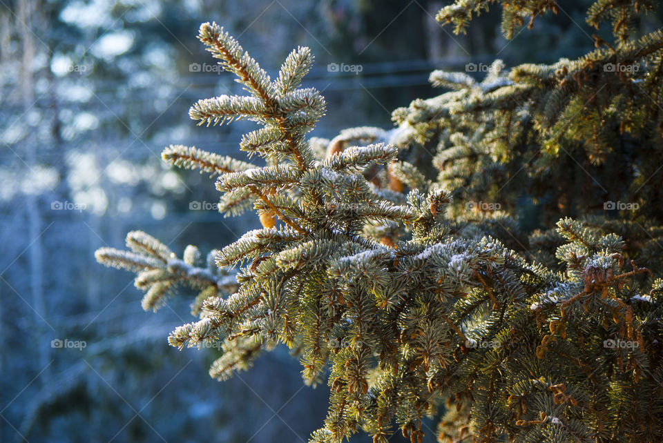 Spruce tree branch in winter