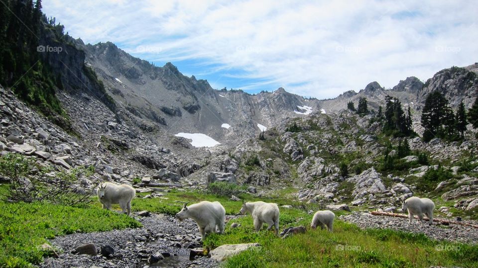 Coming across this herd of mountain goats with a gorgeous backdrop made this extremely difficult hike worth it 