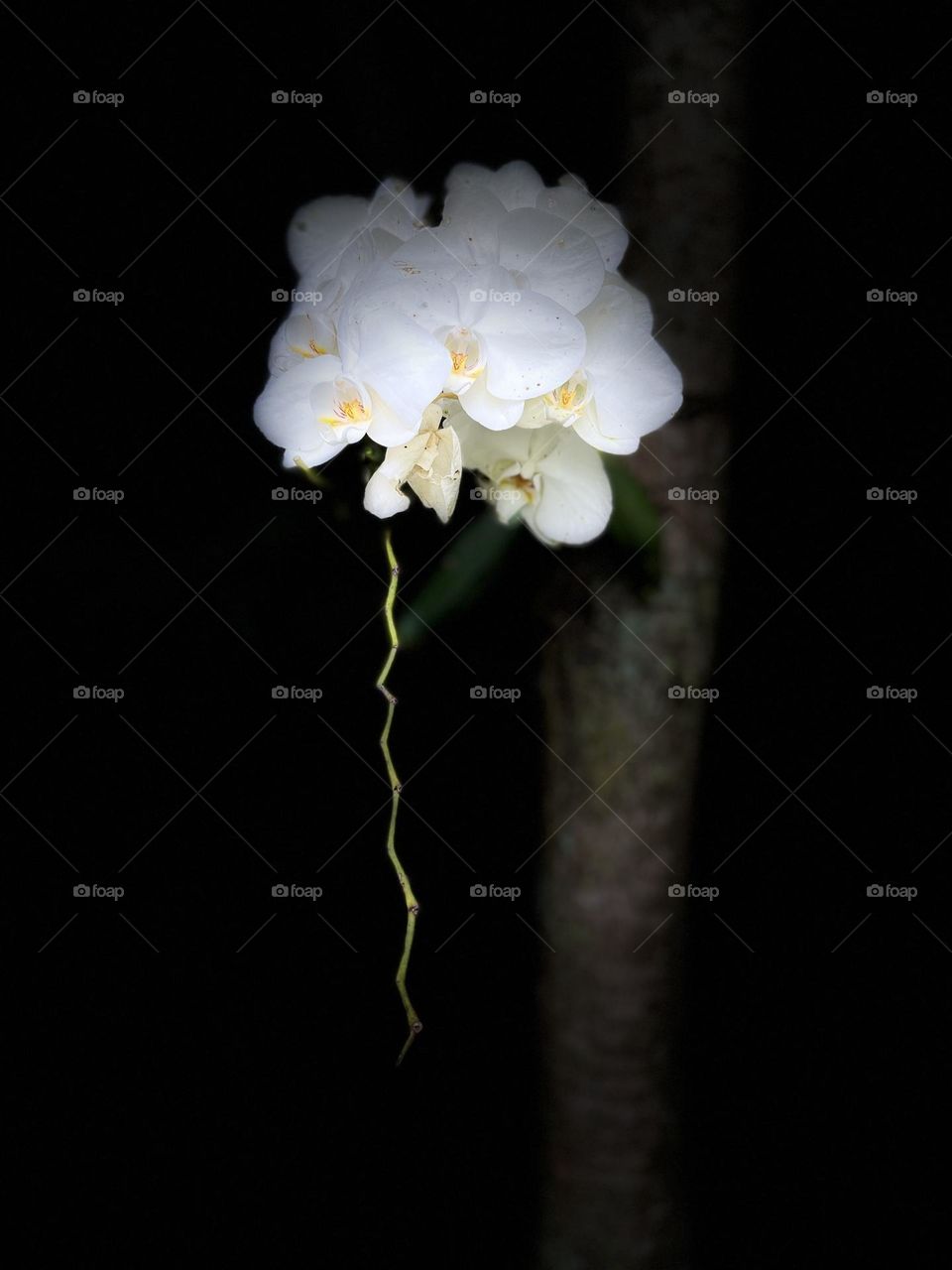  Phalaenopsis bela