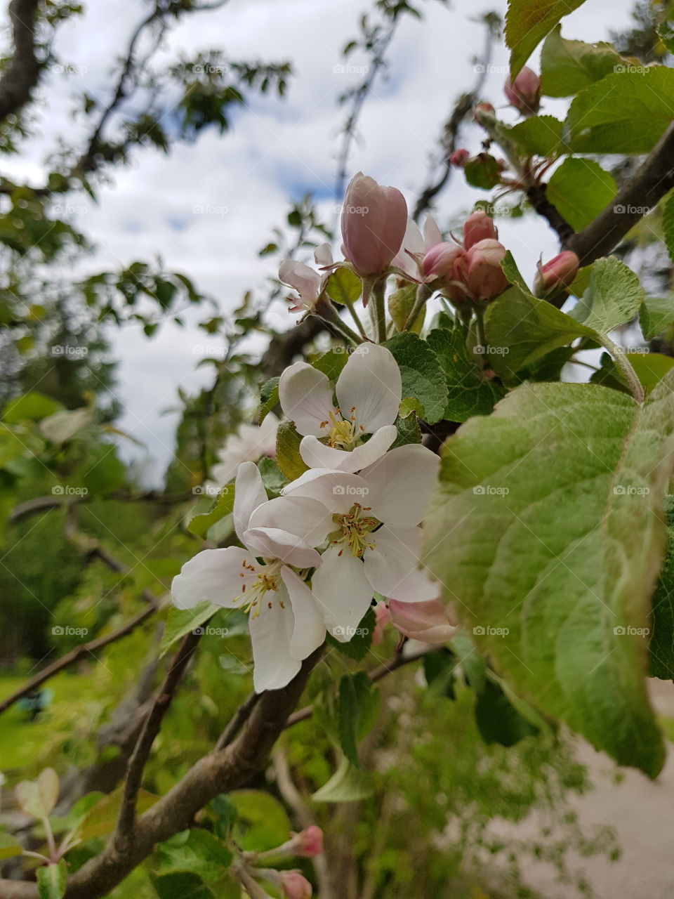 Apple
blomming