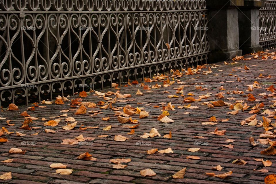 Leaves on pavement. Fallen leaves on a pavement