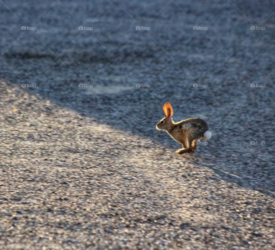 Desert rabbit running 