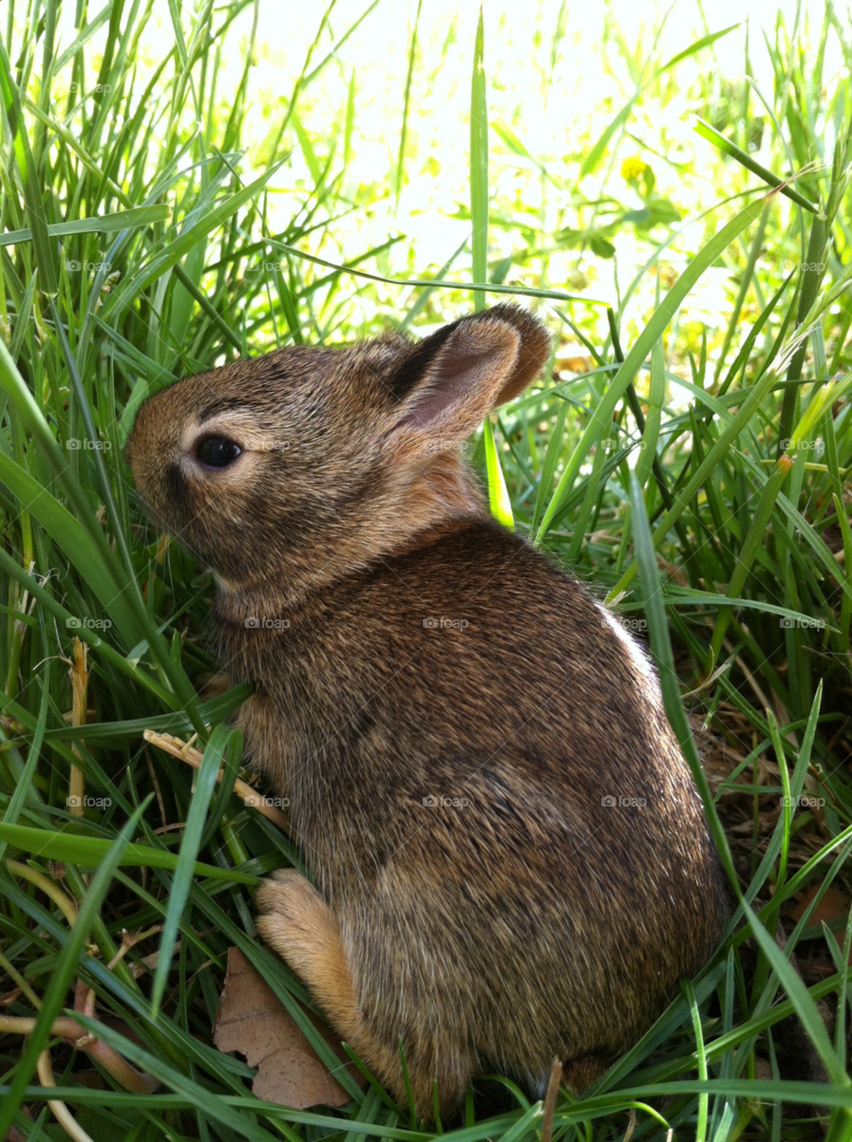 nature grass eye cute by mengzishiliu