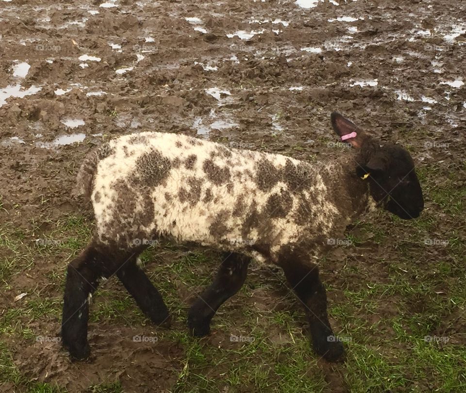 Lamb on mud