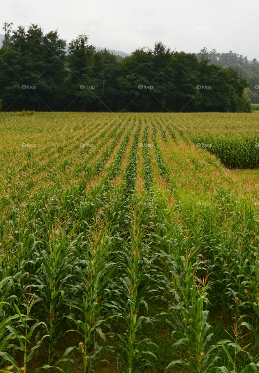 Corn field