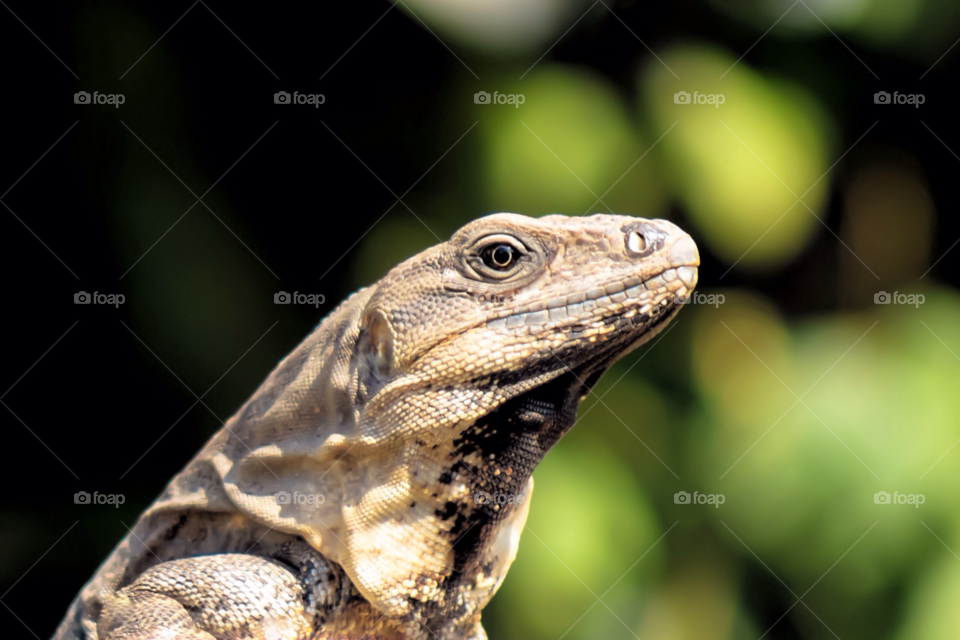 animal cool eyes animals by javiercorrea15