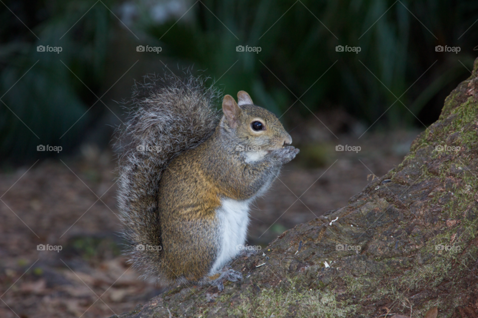 squirrel nuts cute eating by framon