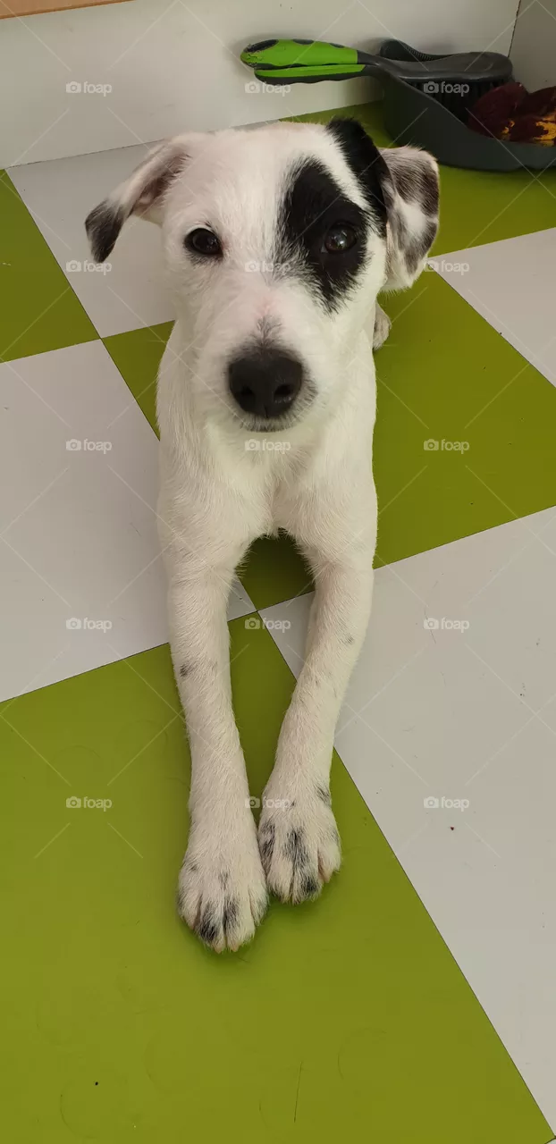 Cute dog