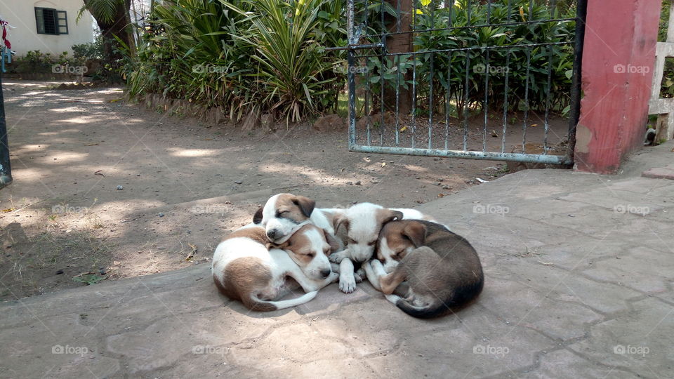 Dogs resting on floor