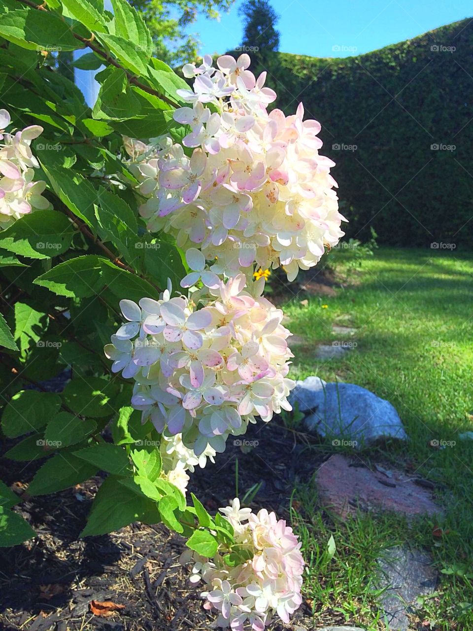 Hydrangea 