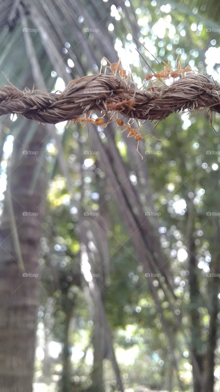 ants