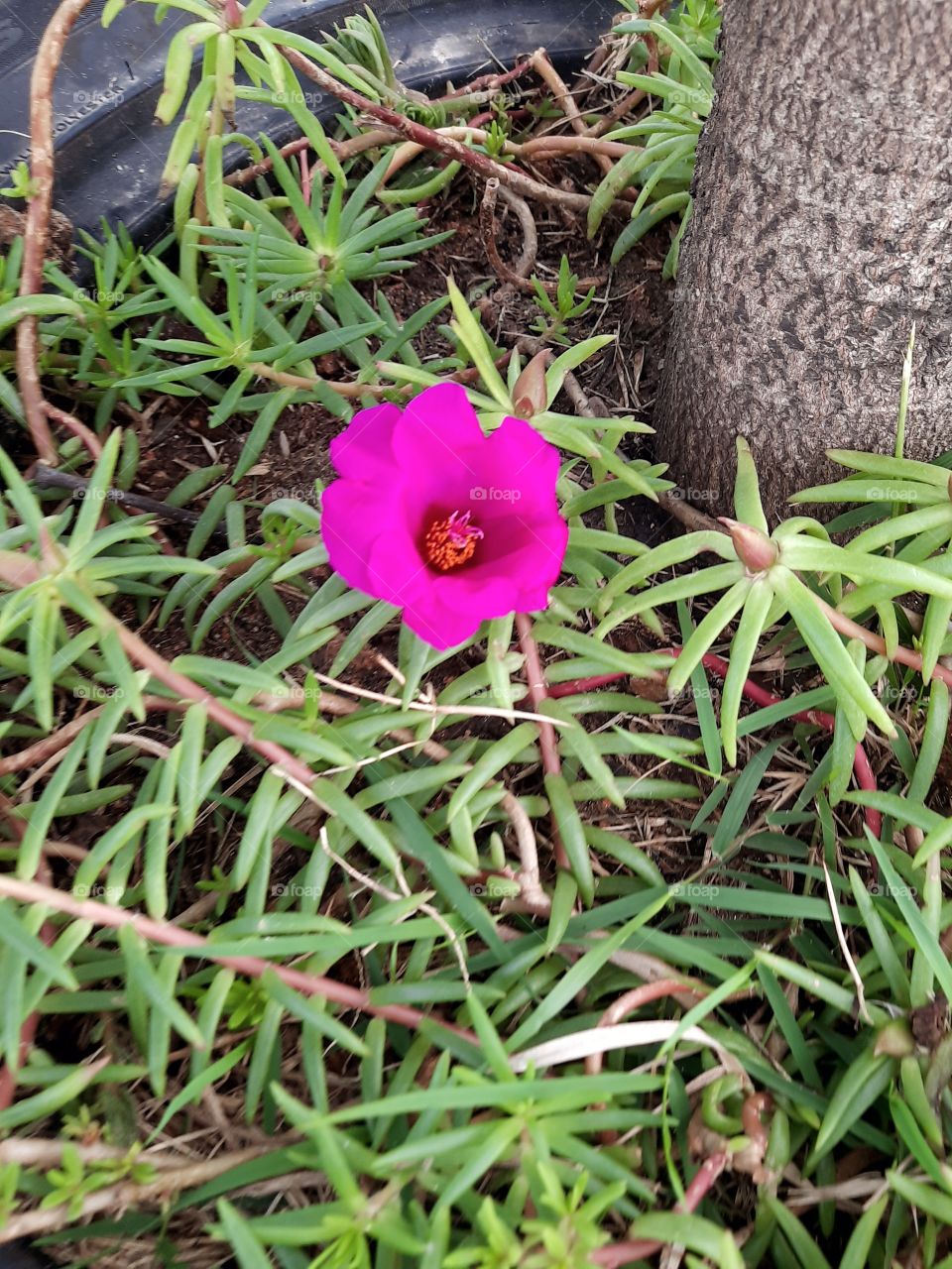 Flor no matinho.