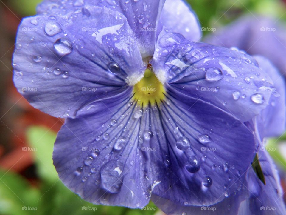 Wet flower