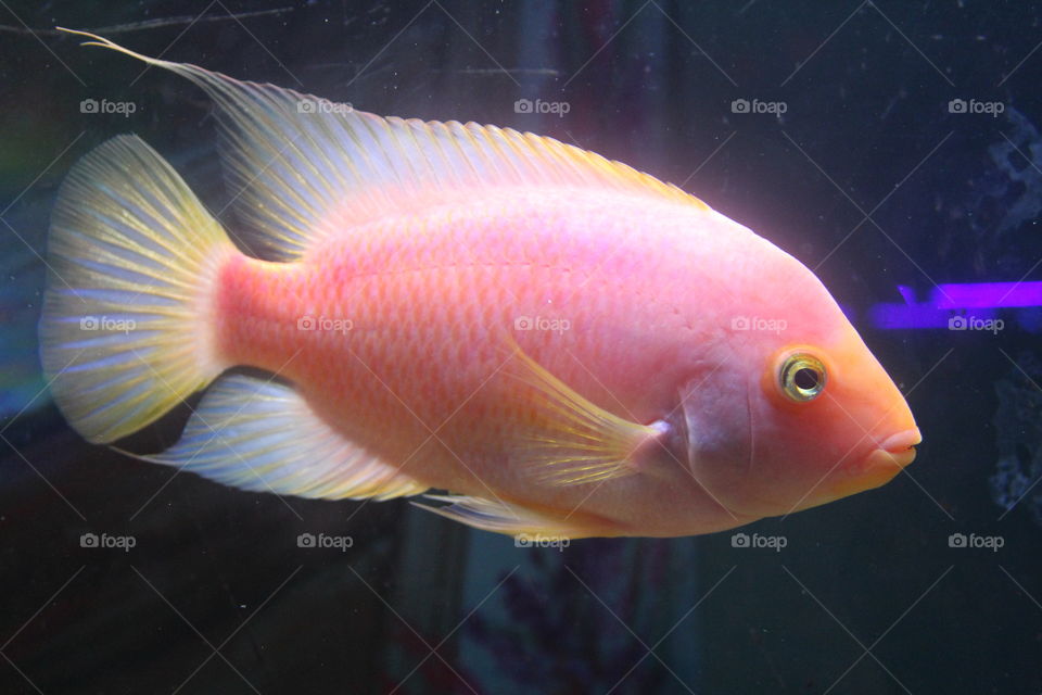 Pink fish