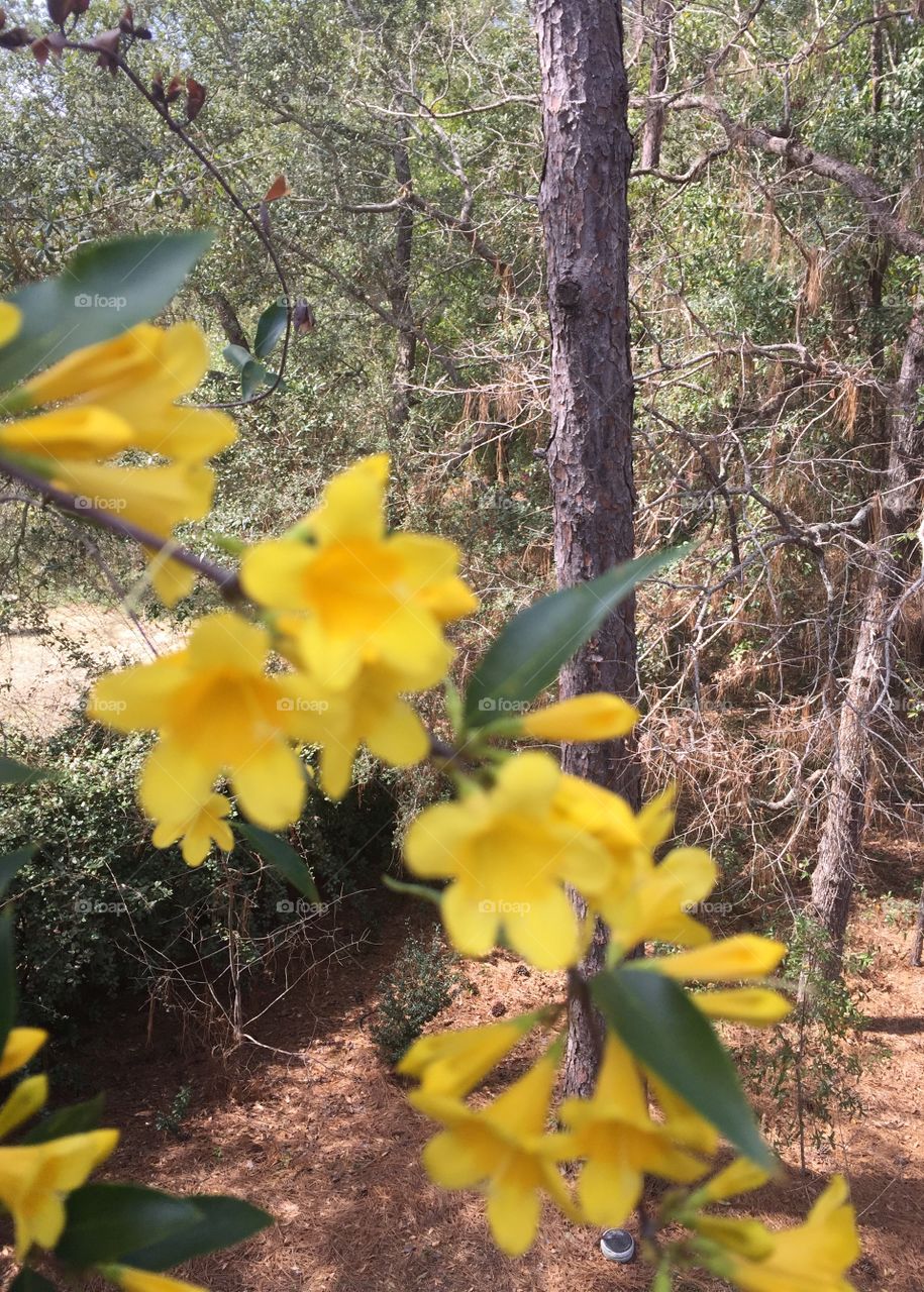 North Carolina Jasmine (Gelsemium Sempervirens) is a twining vine it is toxic to human just the same it is a beautiful bright yellow flower and the very first sign of spring.