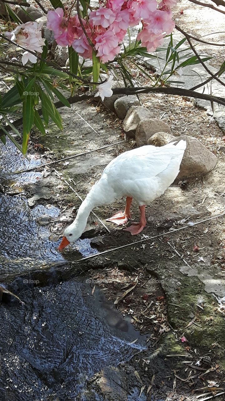Too thirsty white goose