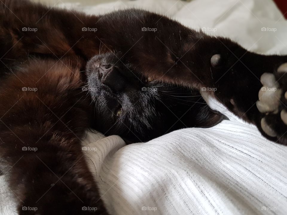 lazy black cat