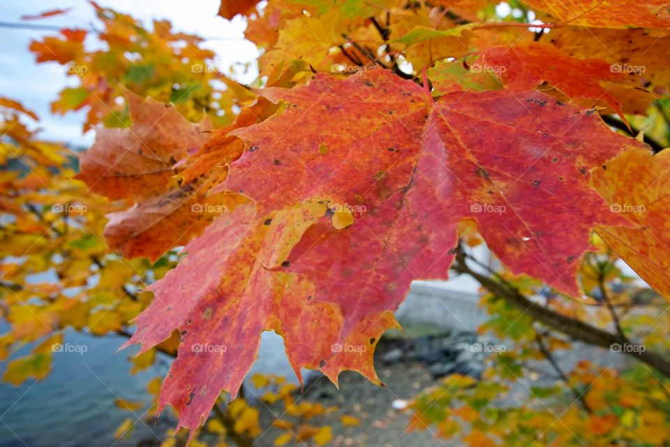 The sweet smell of maple during fall