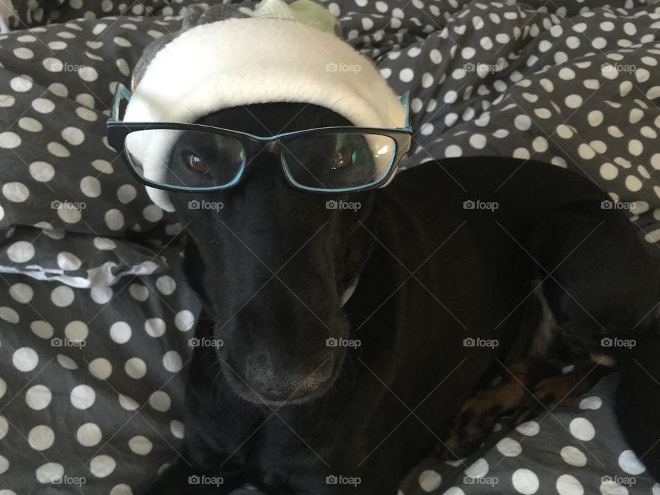 Dog with a glasses
