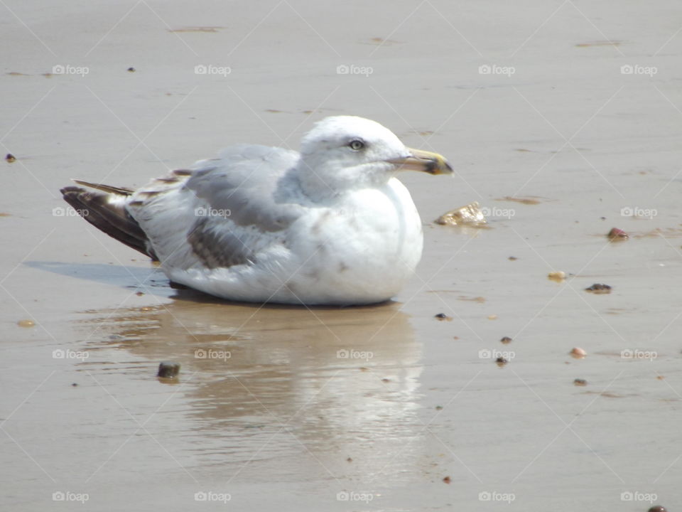 Seagull Resting On The Sand