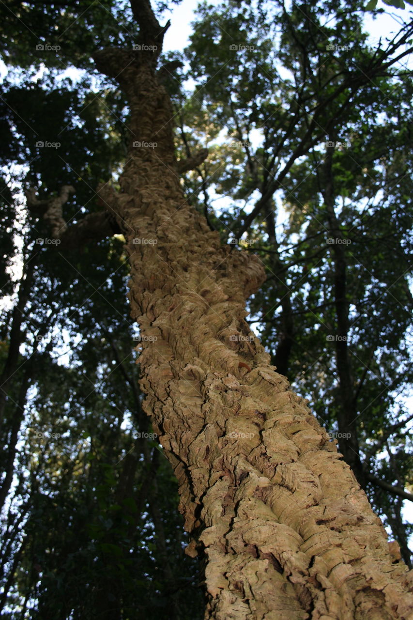 Cork tree