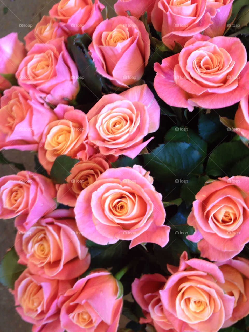 sweden pink roses miss piggy by pebsan