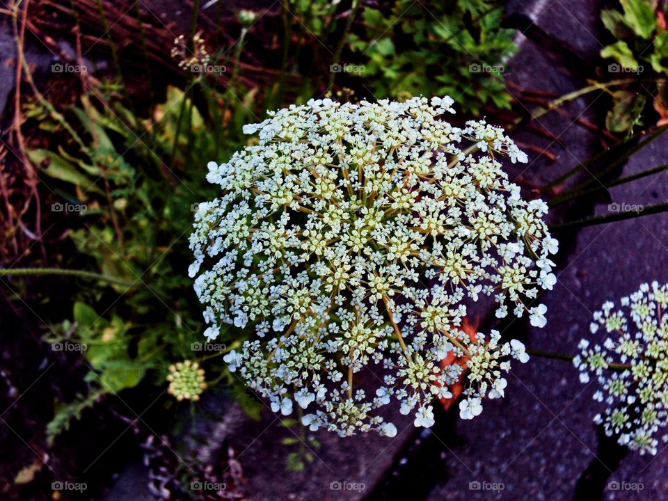 The wild flowers at the roadside.