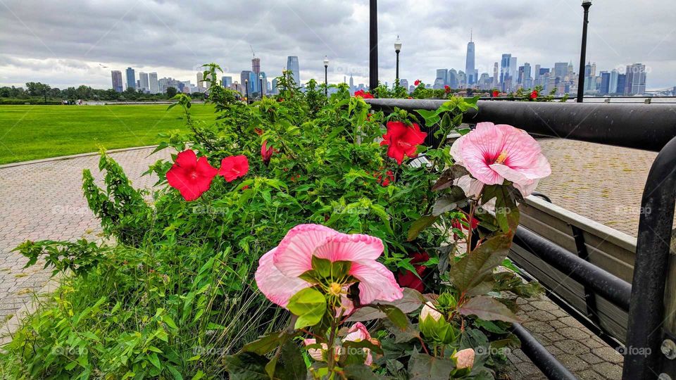 Red and Pink Flowers along Liberty State Park
