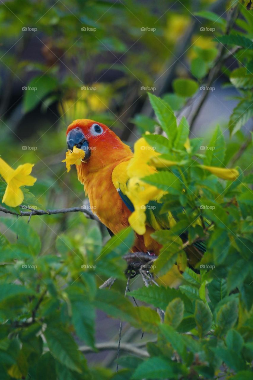 Birds and bees beauty 