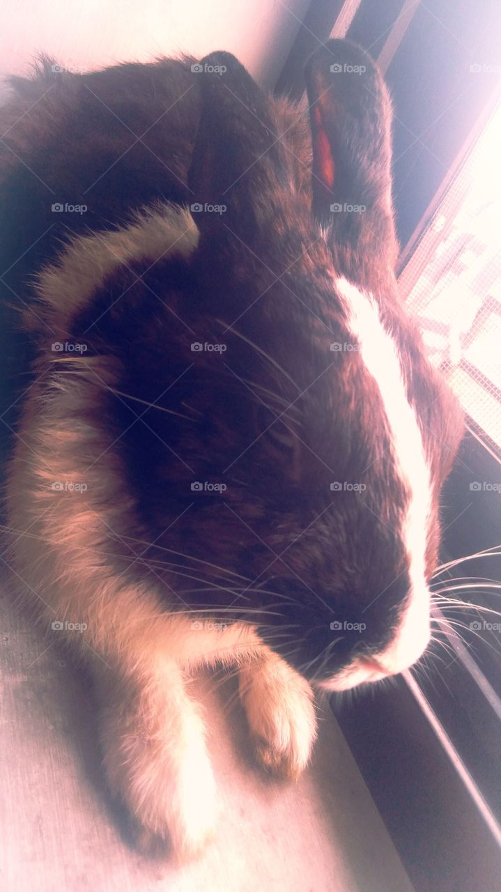 UP India Rabbit Chakia Chandauli Nice look black