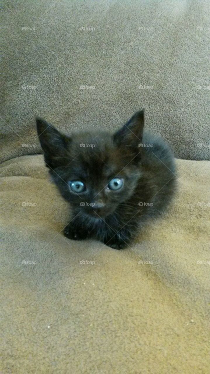 itty-bitty kitty