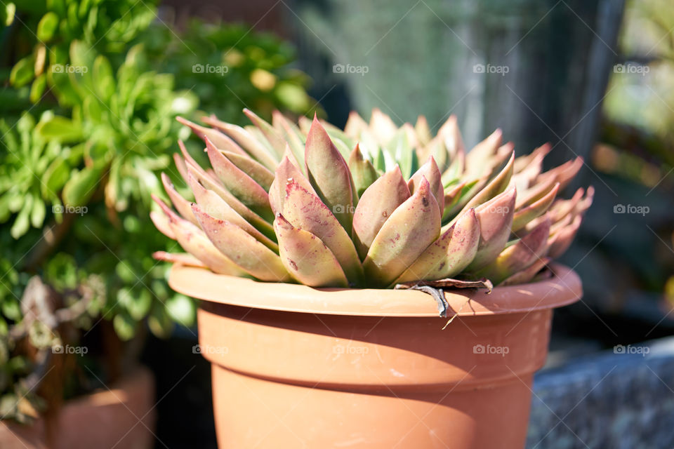 Close-up of cactus plant