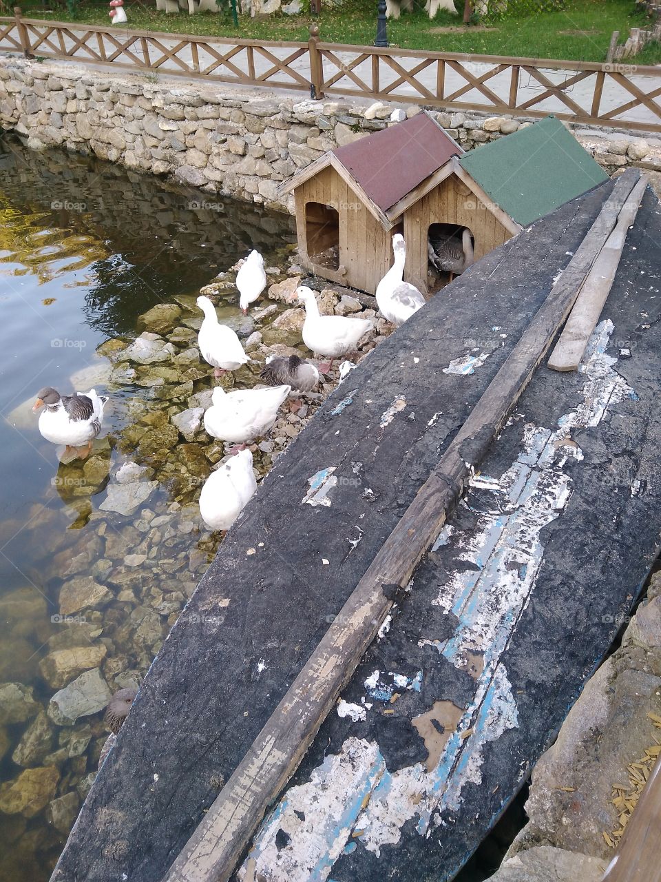 Feeding ducks . 2017