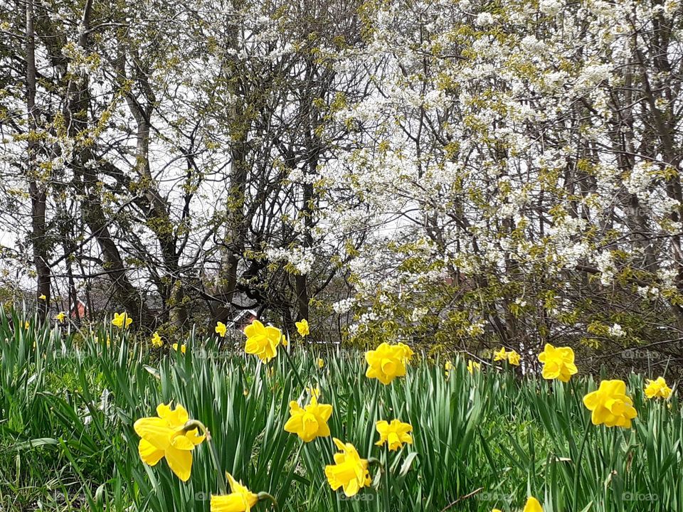white flowers on the tree and yellow lilies