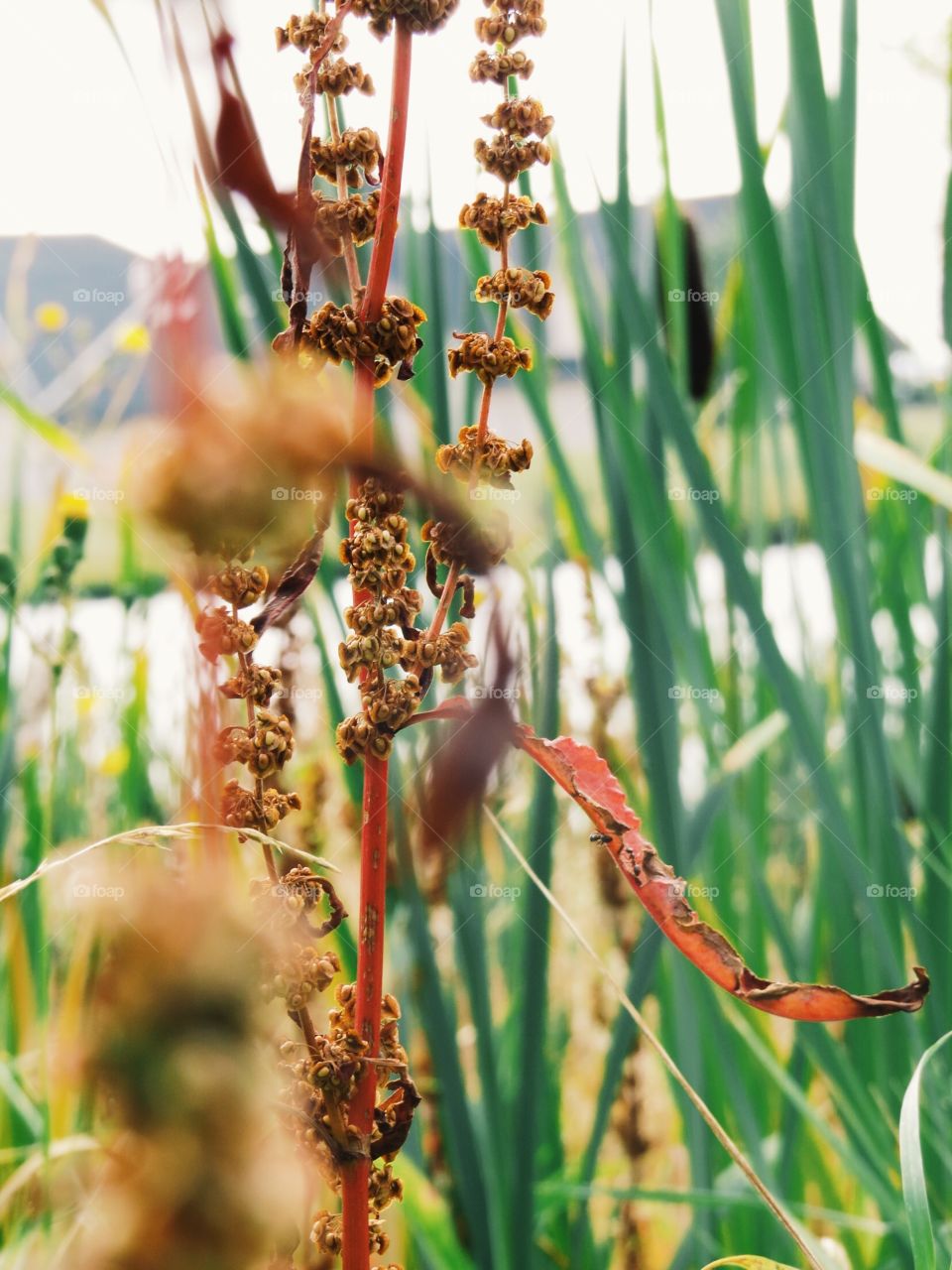 Wild plant season 