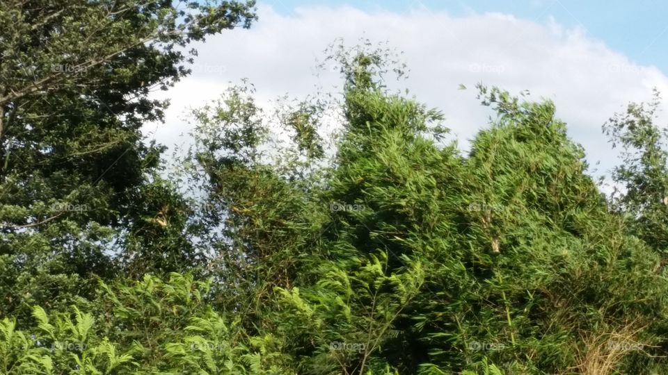 tree shake by tree when moonson is come