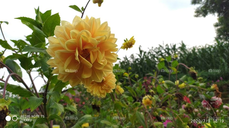 Device remdi note 7s