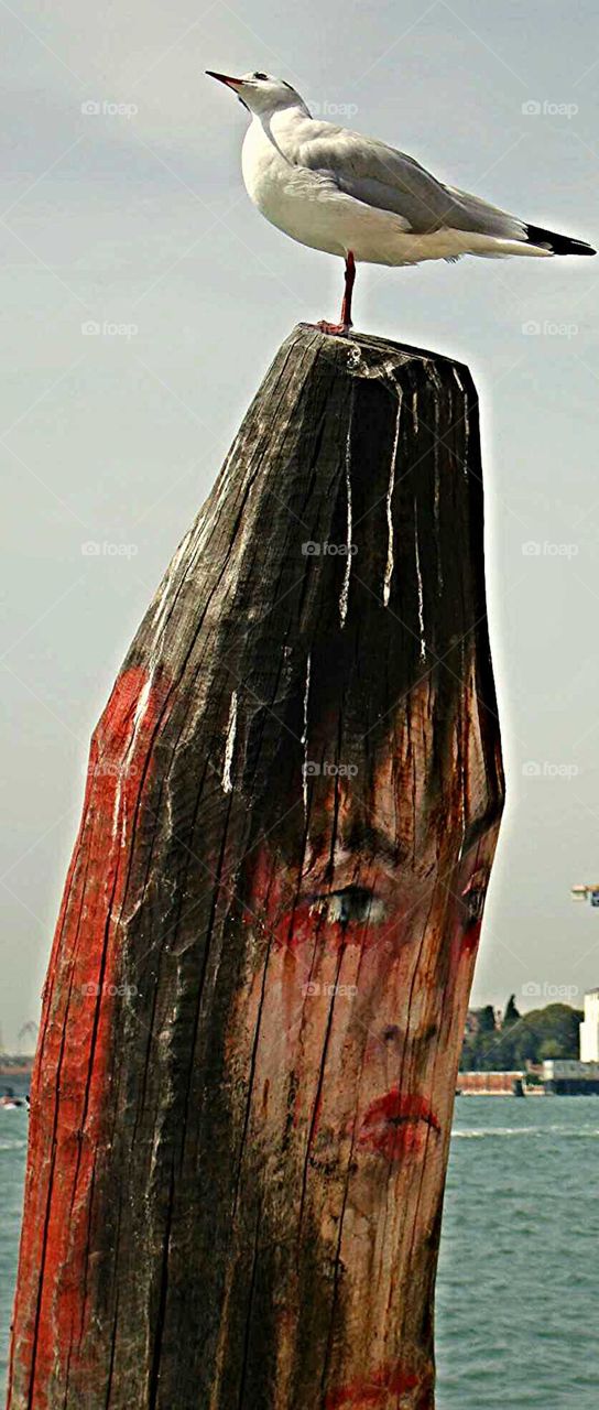 Seagull