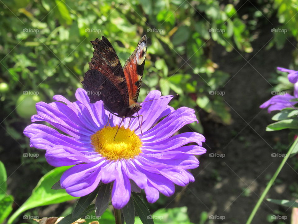 garden flowers -asters